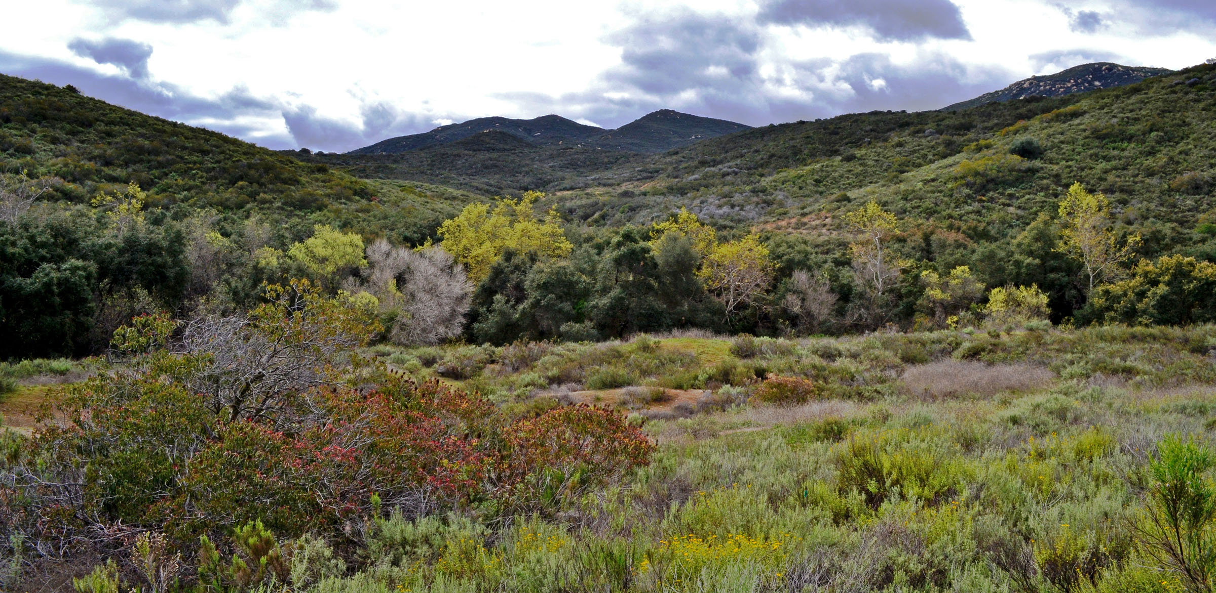 Coastal Sage Scrub FWS.gov